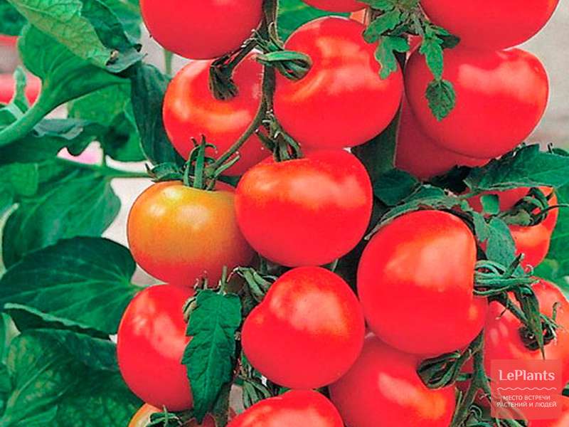 Урожайность с характеристиками и описанием сорта томата кострома – дачные дела