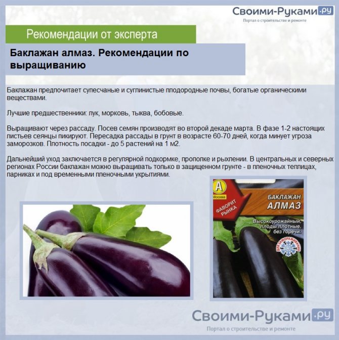 Баклажаны как поливать и ухаживать. Баклажан Алмаз схема посадки. Баклажан рассада формирование. Удобрение для баклажан в открытом грунте. Баклажаны для открытого грунта.