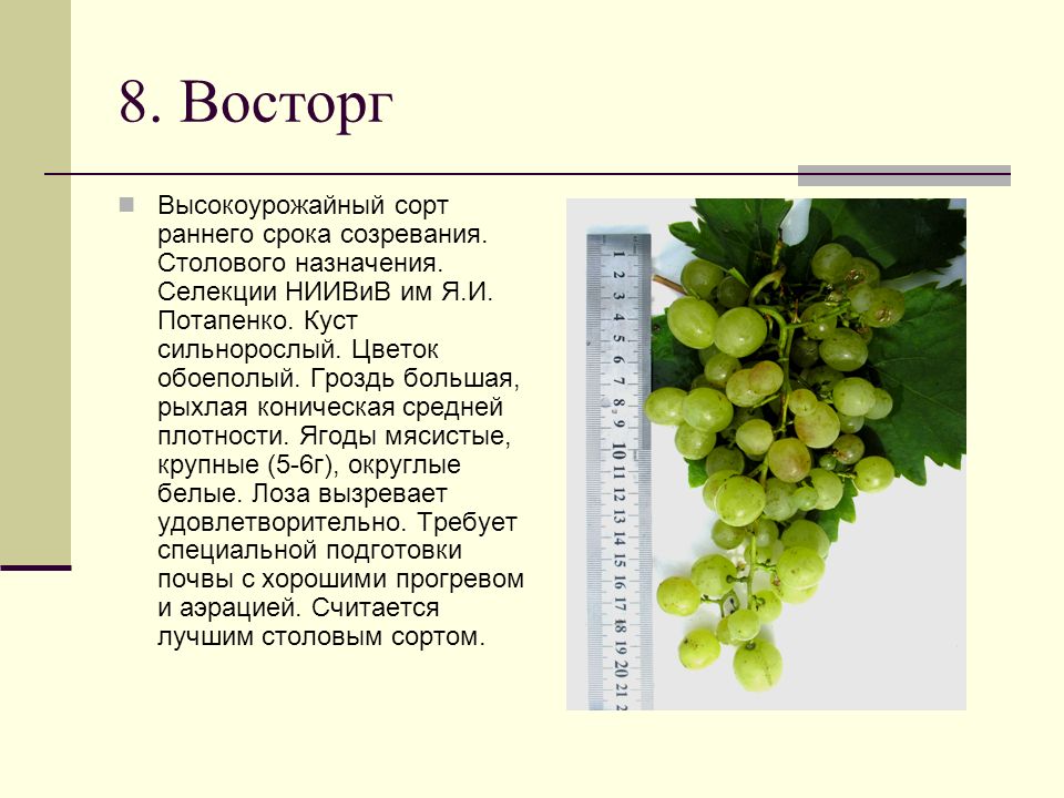 Виноград ливия: описание сорта, фото, отзывы, видео
