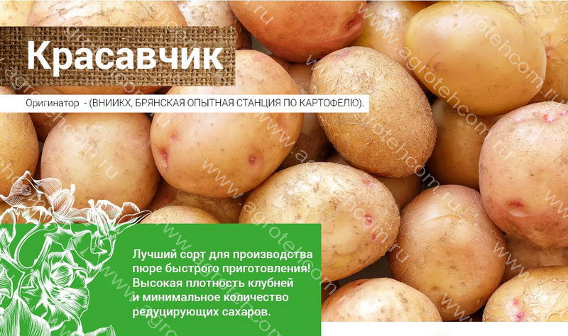 Красные сорта картофеля с фото и описанием