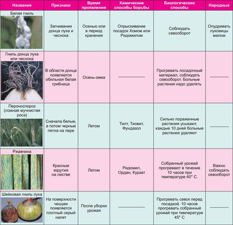Болезни и вредители бобов, бобовых культур и трав: описание и защита