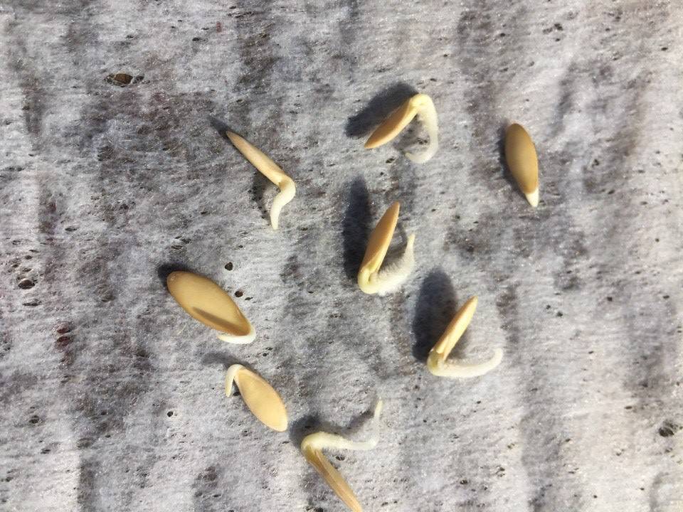 Как замачивать и подготовка семена огурцов перед посадкой как правильно и нужноли