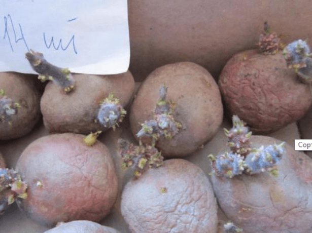 Сорт картофеля ирбитский: характеристика, описание с фото, отзывы