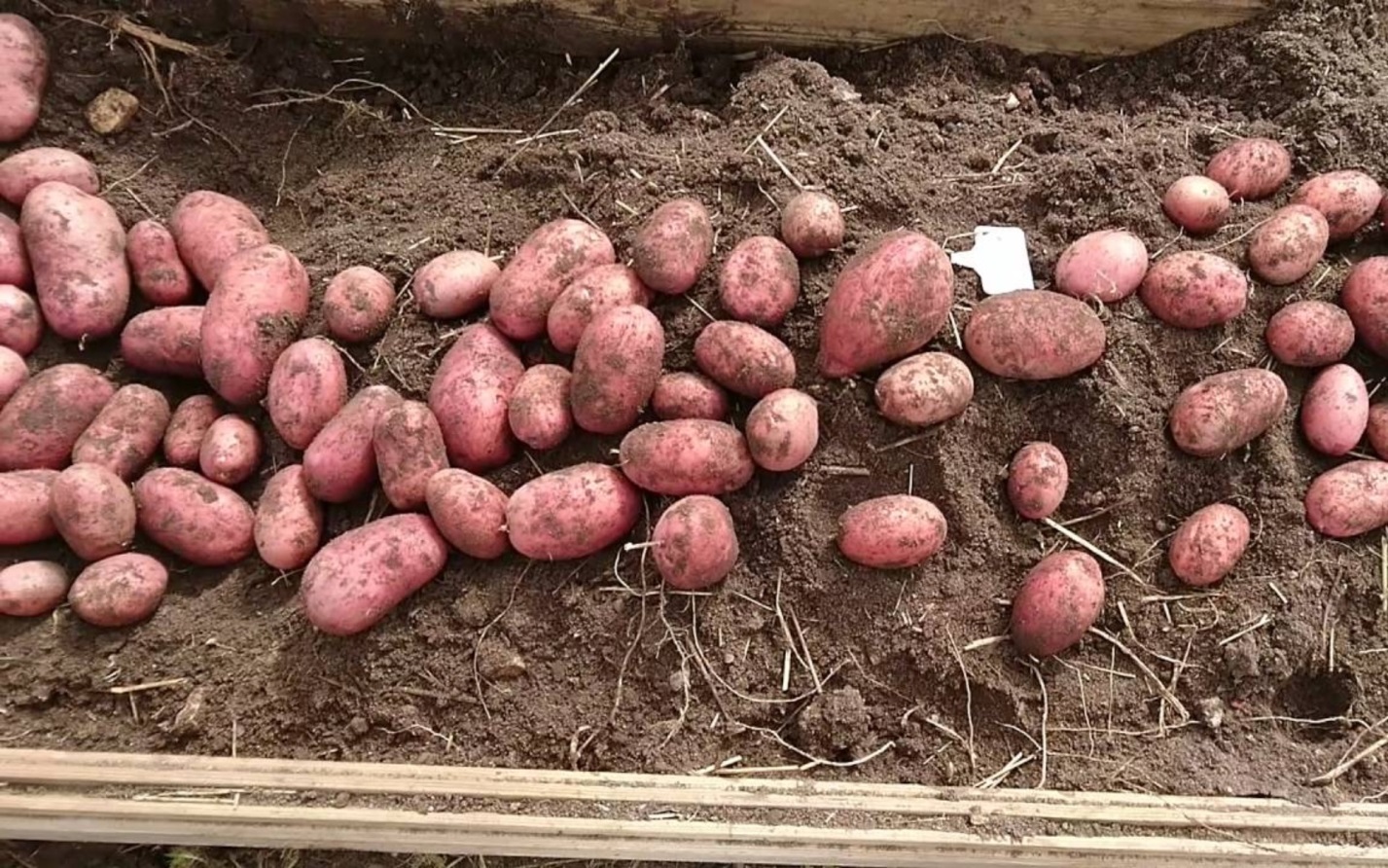 Белорусские сорта картофеля: характеристика и описание, ранние и поздние сорта, фото