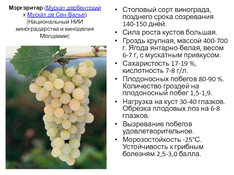 Сорт винограда гарольд: фото, отзывы, описание, характеристики.