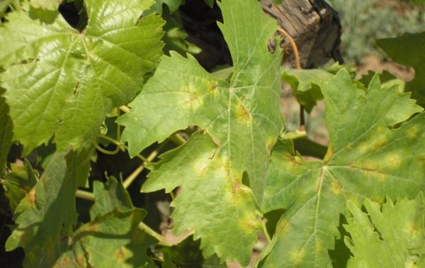 Виноград муромец: описание сорта, фото и отзывы садоводов
