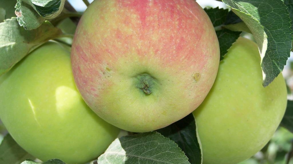 Сорт яблони карамельная фото и описание сорта фото