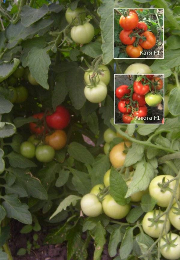Томат катя ф1 – характеристика и описание сорта, нюансы выращивания, отзывы дачников