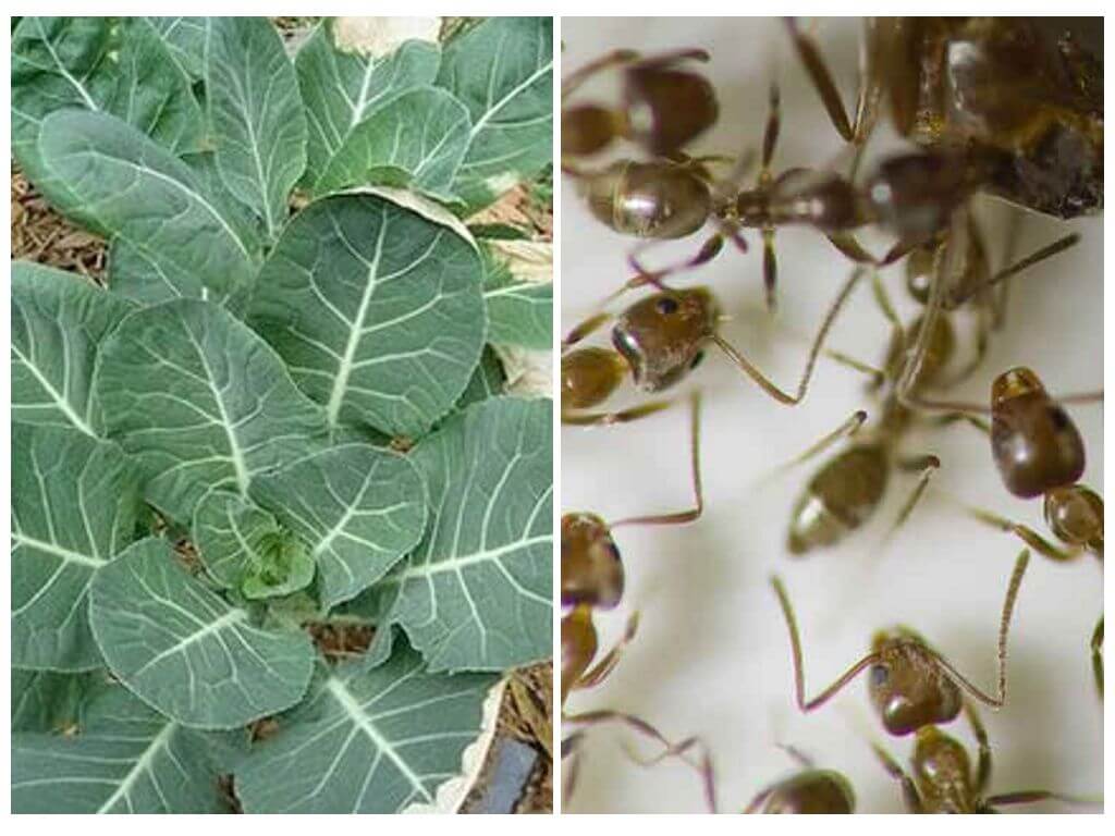 Что делать, если муравьи едят капусту, и какими способами лучше избавиться