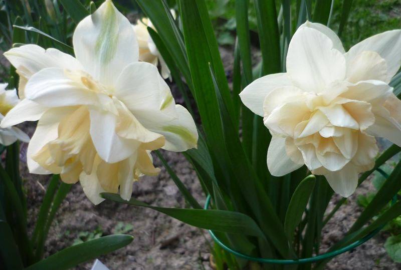 Нарцисс: выращивание в саду, виды и сорта