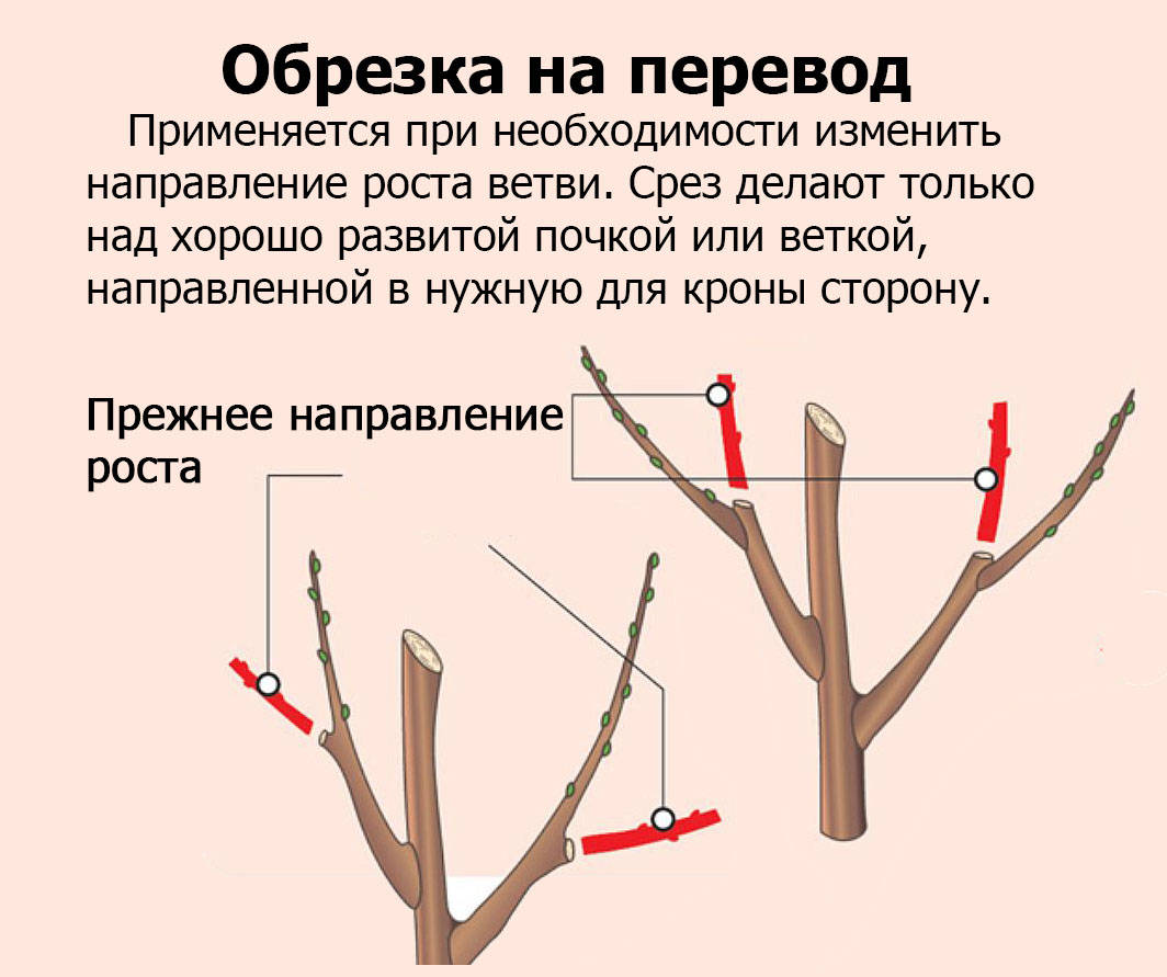 Выращивание миндаля. описание, посадка, уход, формирование. фото — ботаничка.ru