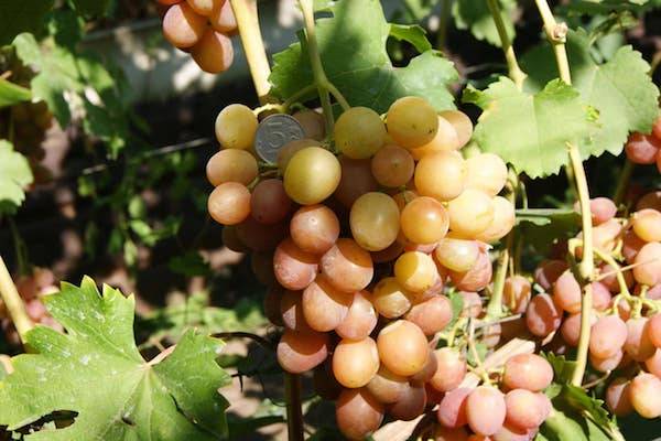 Виноград тасон: описание сорта, фото и отзывы садоводов - журнал "совхозик"