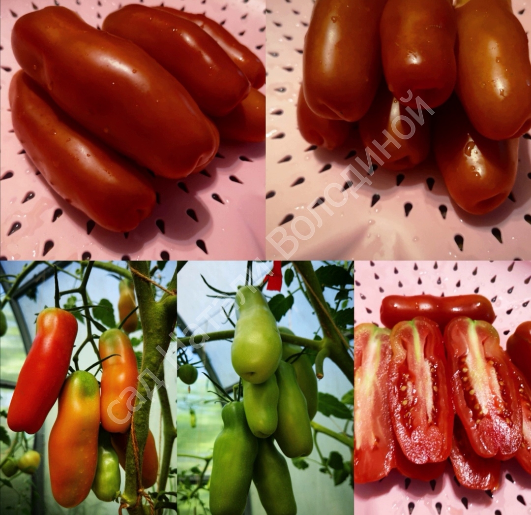 Помидоры дамские пальчики: описание сорта, характеристика томата, выращивание, фото и видео