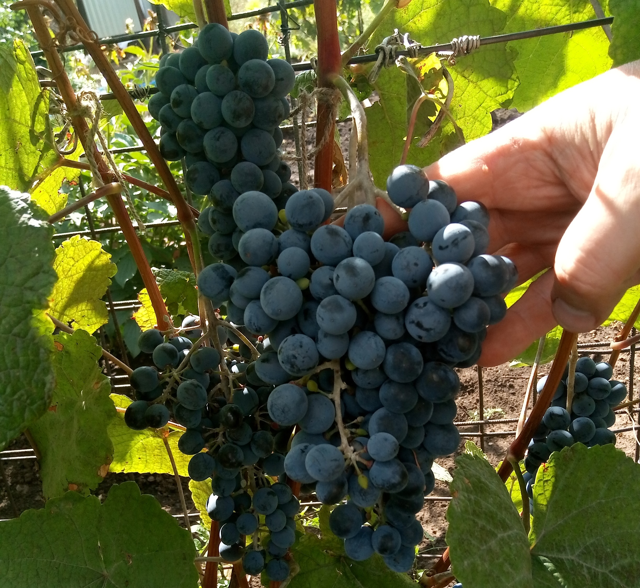 Виноград амурский - дикий виноград