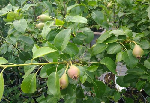 Описание грушевого дерева и плодов сорта «чижовская»