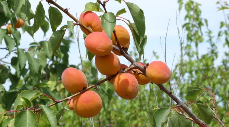 Погремок: урожайный сорт абрикоса