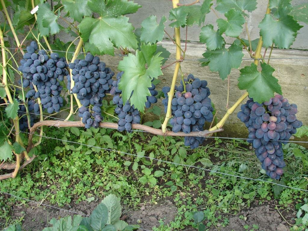 Виноград сорта молдова: характерные особенности, посадка и уход