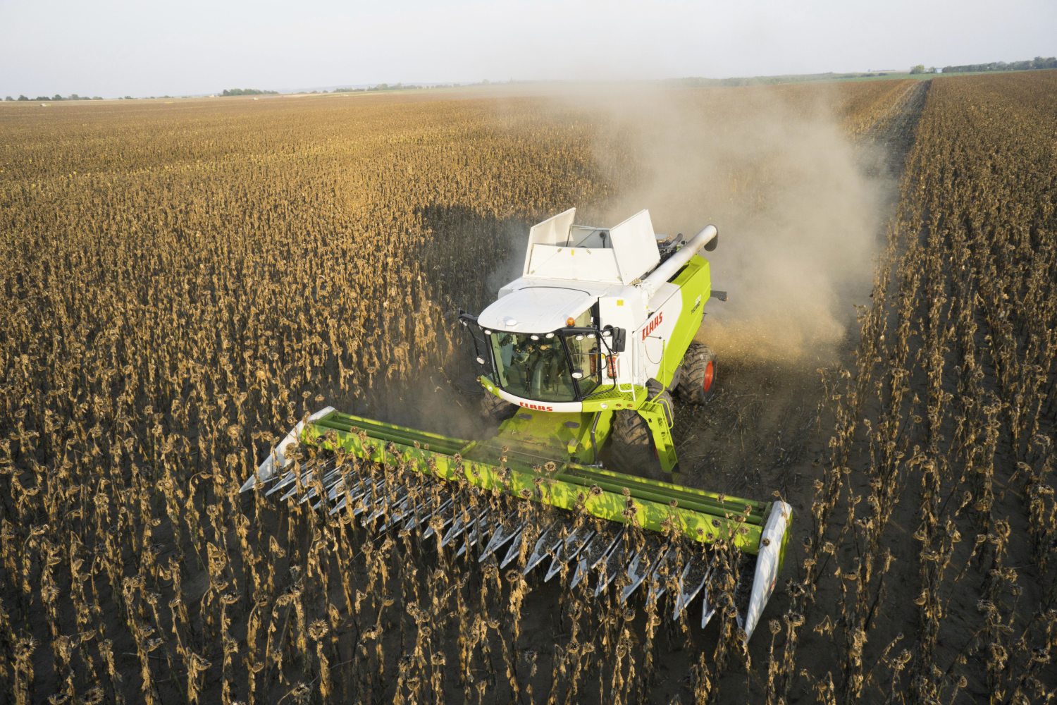 Кукуруза на силос: уборка, технология возделывания, сорта и урожайность