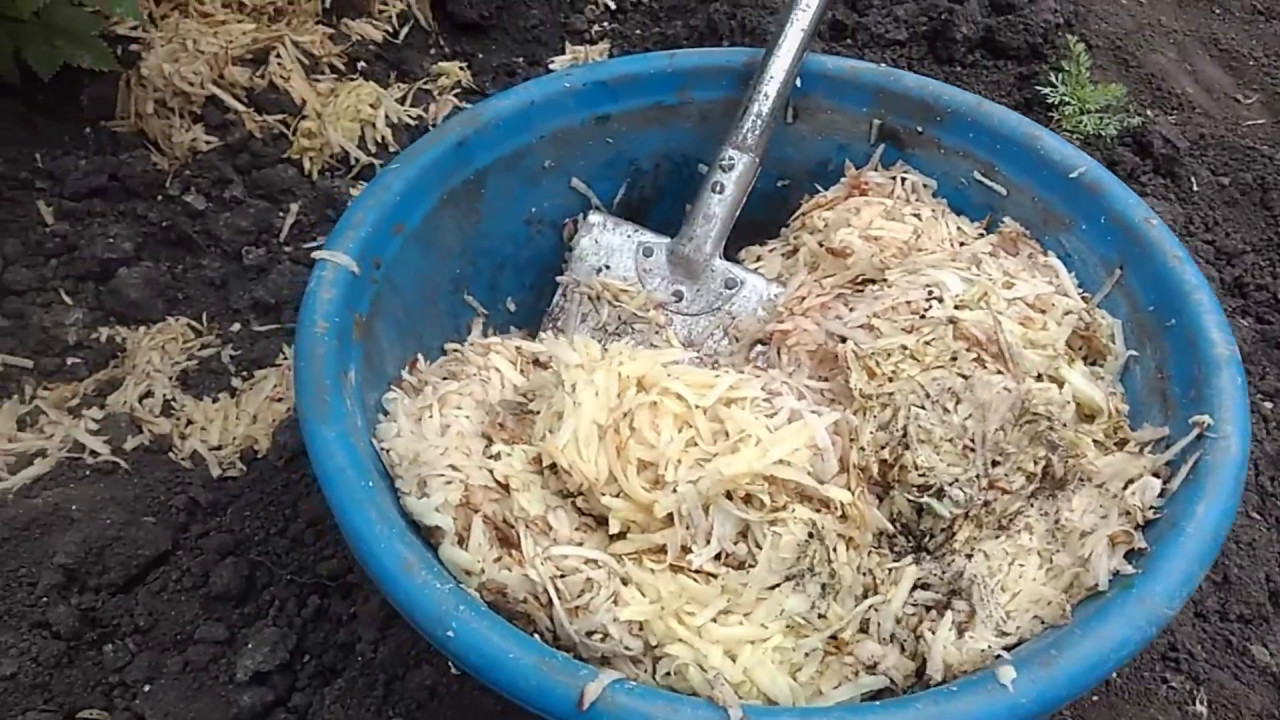Картофельные очистки для смородины: правила переработки и 3 способа применения