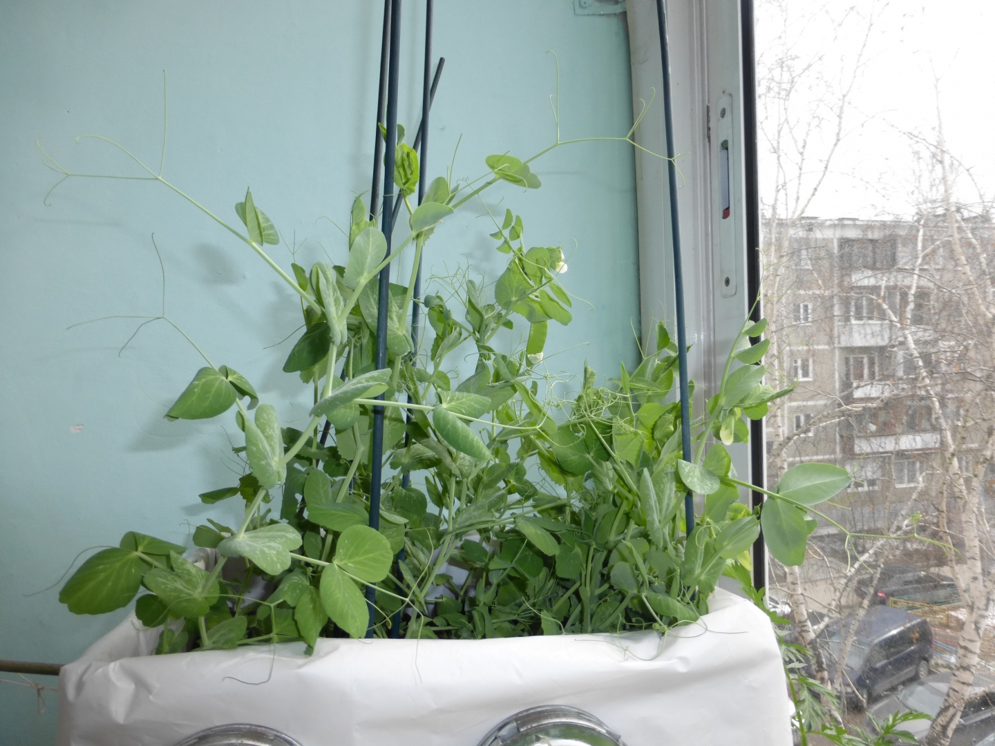 Укроп на балконе: выращивание из семян, как посадить, как вырастить