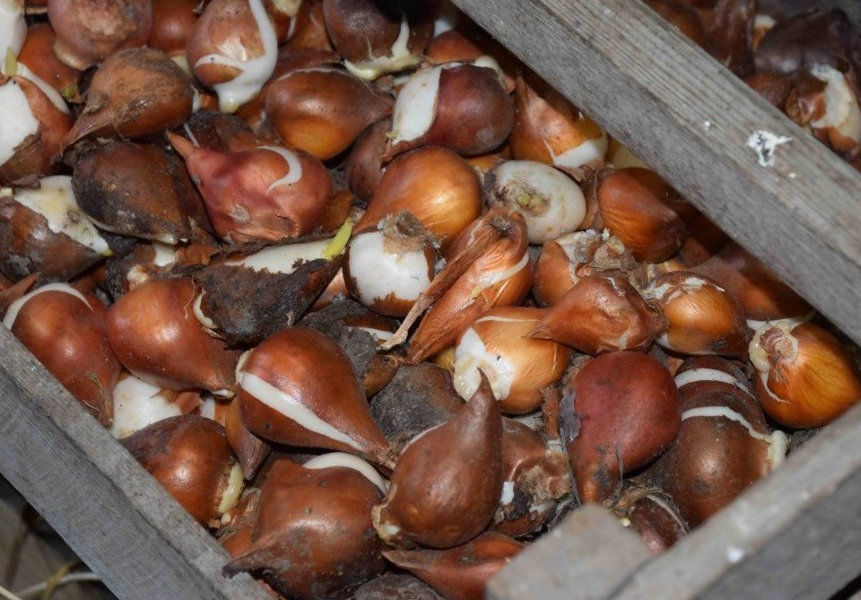 Тюльпаны: хранение луковиц после выкопки в домашних условиях до посадки осенью