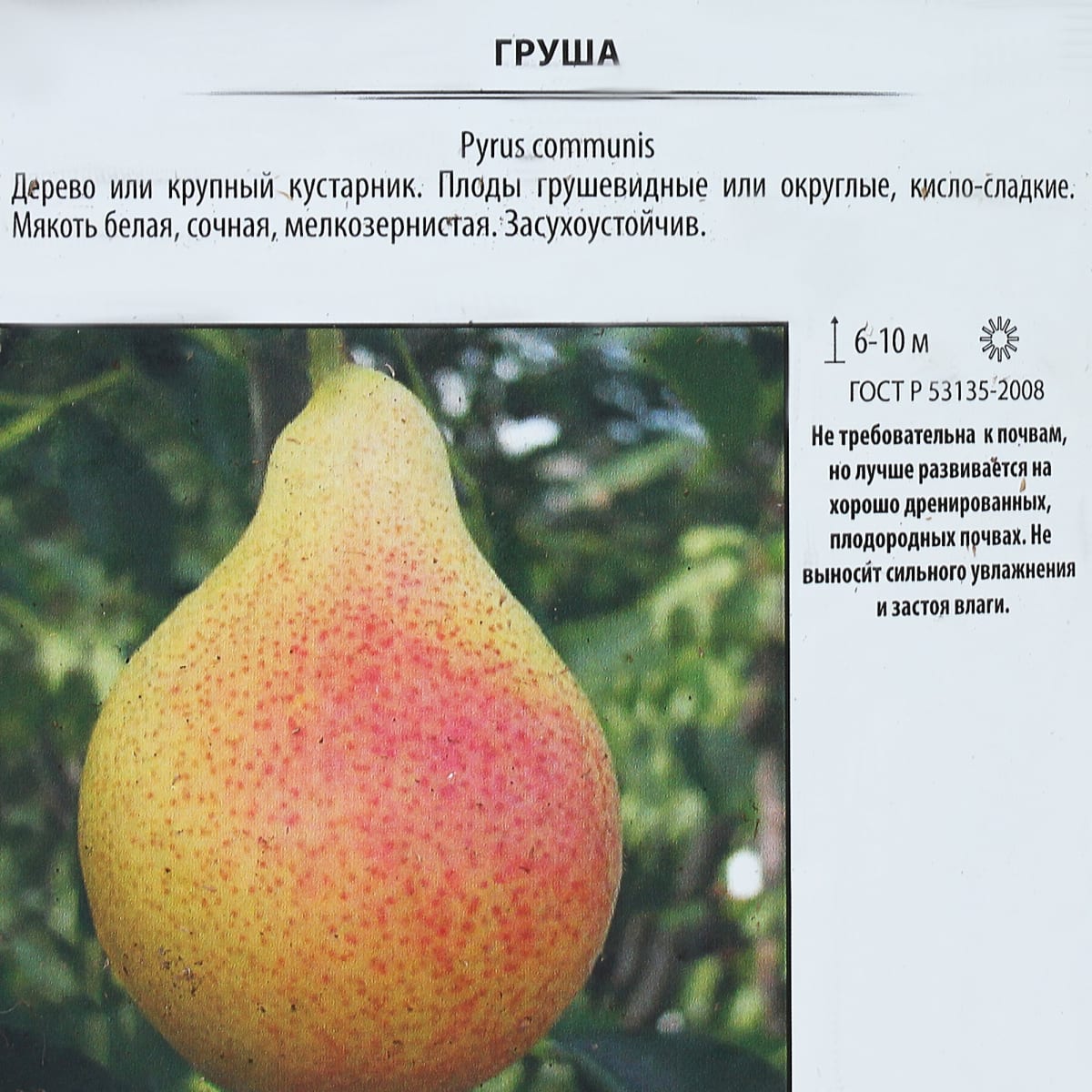 Характеристики груши скороспелки из мичуринска
