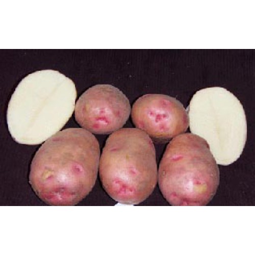 Картофель сорта снегирь: описание с фото, а также плюсы и минусы, советы по уходу и выращиванию картошки