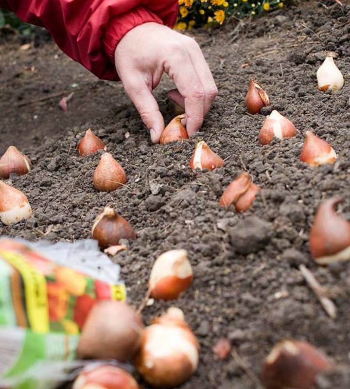 Как выращивать тюльпаны и когда сажать осенью в открытый грунт
