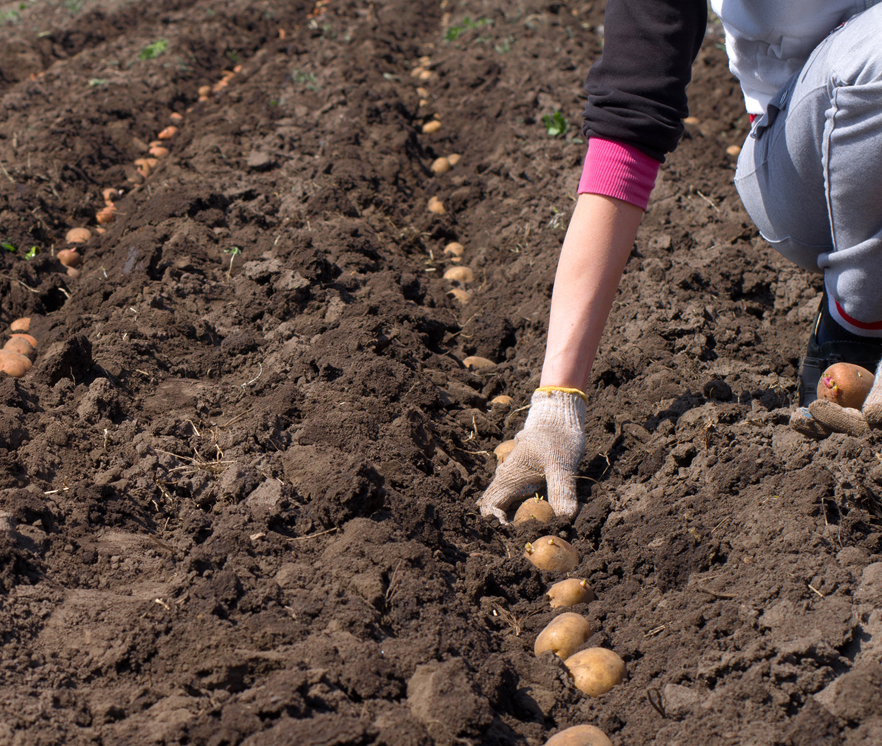 Как вырастить хороший урожай картофеля для длительного хранения