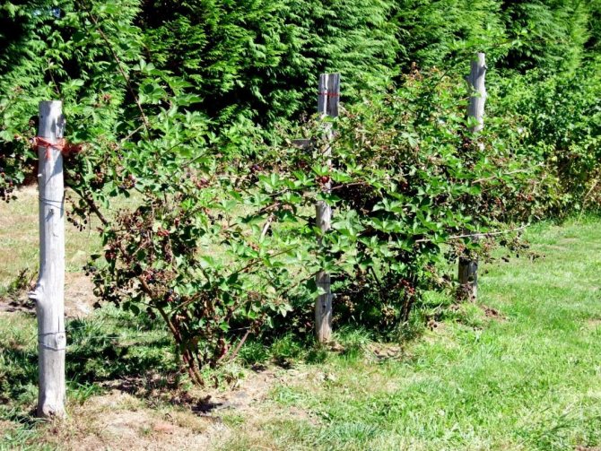 Ежевика торнфри — описание сорта, выращивание, достоинства и недостатки