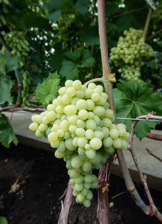 Сорт винограда кишмиш 342: описание, фото