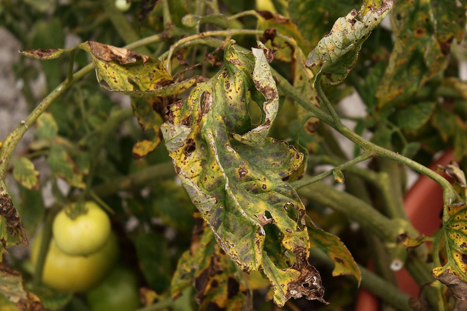 Как уберечь растущую пряность: болезни и вредители базилика, а также борьба с ними