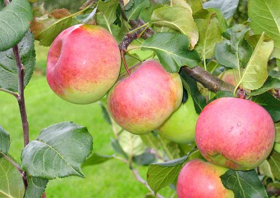 Описание и характеристики сорта яблонь алеся, посадка, выращивание и уход - всё про сады