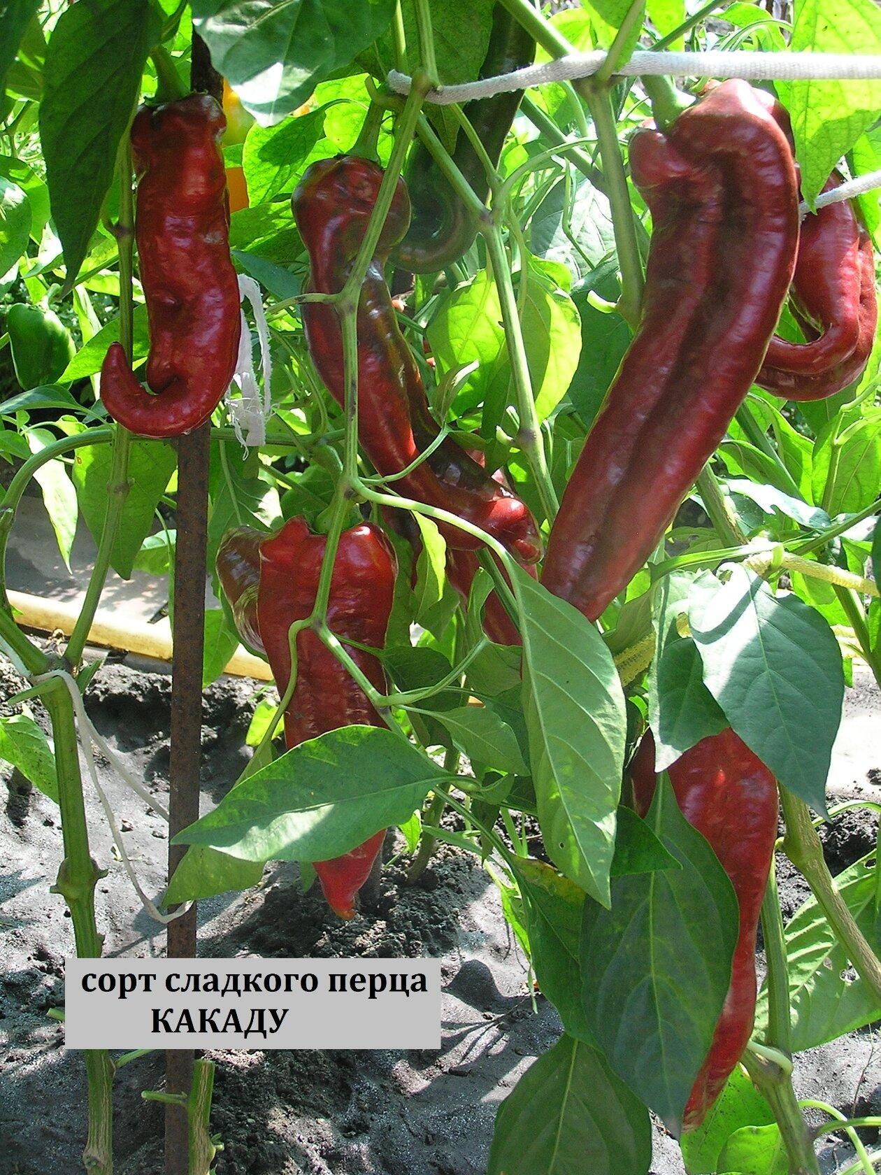 Перец какаду - характеристика и описание сорта, гибрида, фото, урожайность, отзывы овощеводов