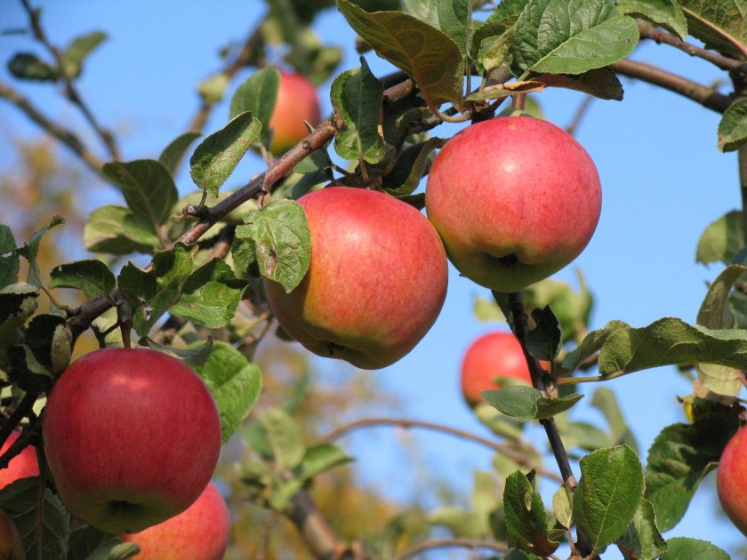 Один из лучших сортов в мире — яблони гала