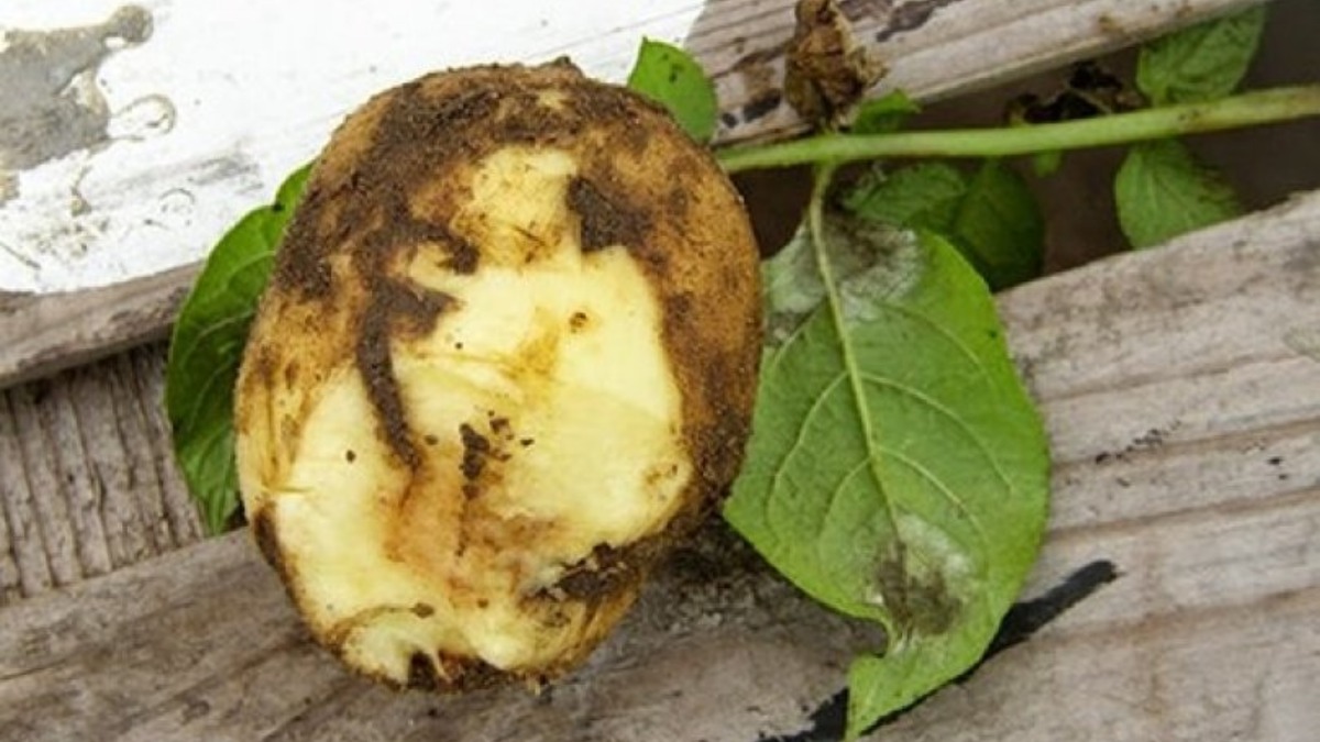 Черная ножка картофеля: причины, профилактика и меры борьбы