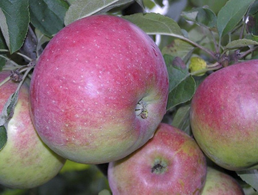 Описание сорта яблони белорусское сладкое: фото яблок, важные характеристики, урожайность с дерева