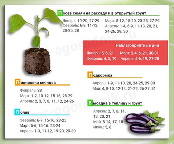 Схема посадка баклажанов в открытый грунт рассадой