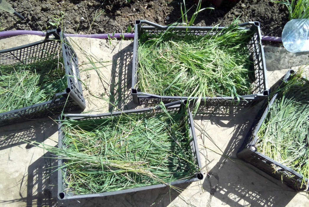 Горячая трава для мульчирования - что это и как применять