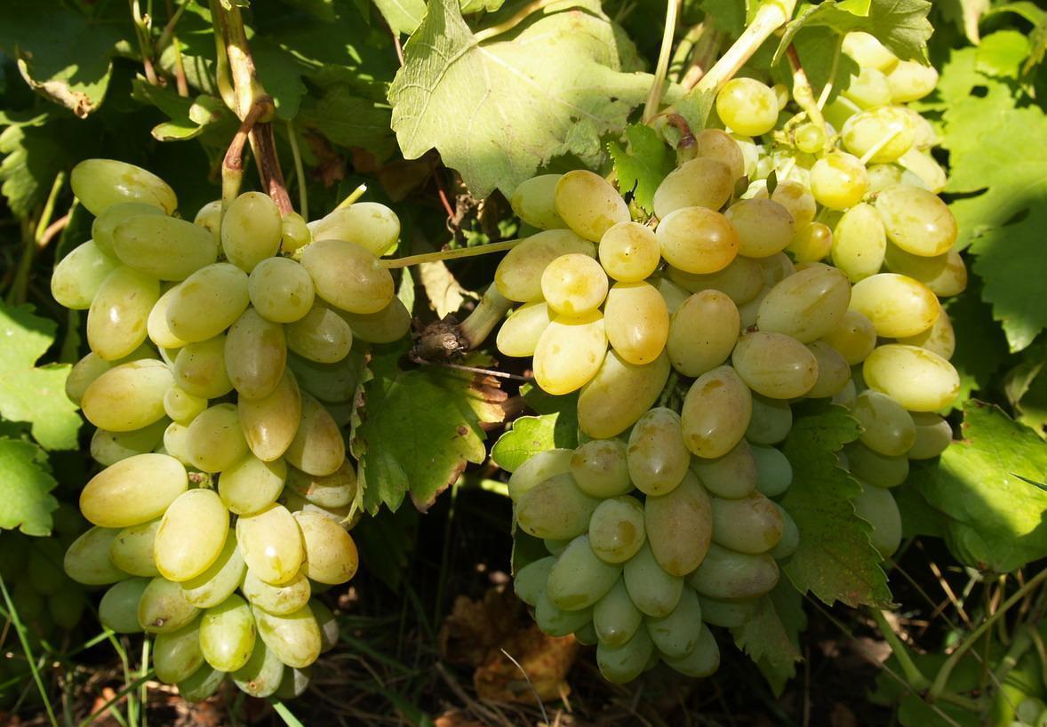 Описание и тонкости выращивания винограда сорта Тимур