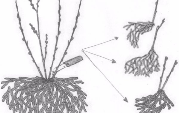 Флокс друммонда (44 фото): выращивание в открытом грунте, посадка и уход. однолетник он или многолетник? описание смеси семян «гобелен» и крупноцветковых однолетних сортов