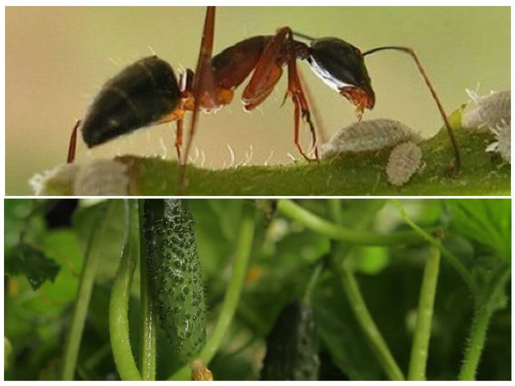 Как бороться с муравьями на капусте  — самые эффективные методы