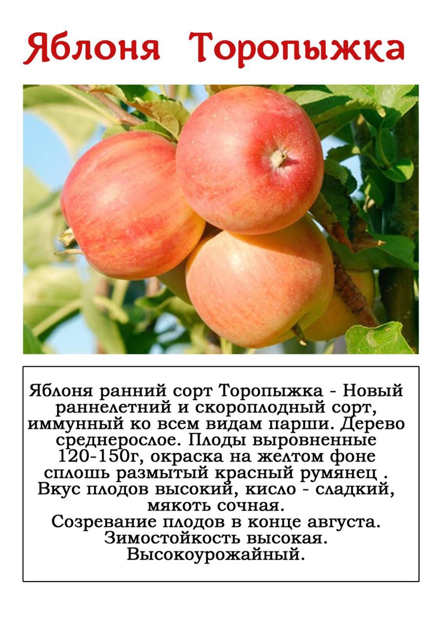 Сорт яблони имрус