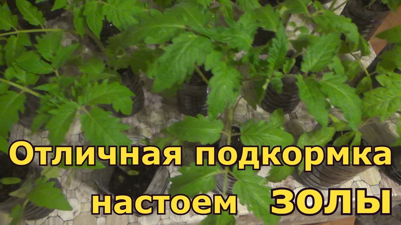 Можно ли помидорам золу. Зола для рассады томатов полить. Настой древесной золы для подкормки рассады томатов. Подкормка рассады золой. Зольный раствор для подкормки рассады томатов.