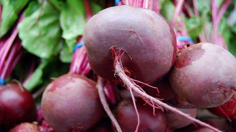 Из лучших сортов свеклы для разных регионов россии