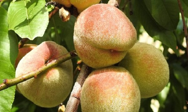 Лучшие сорта персика для выращивания в средней полосе россии, посадка и уход