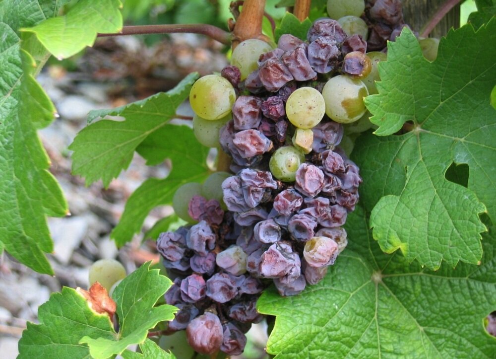 Обработка винограда в апреле 2019 - подробное описание самых опасных вредителей и угроз с фотографиями больных растений, наиболее эффективные способы защиты винограда от них | спутниковые технологии