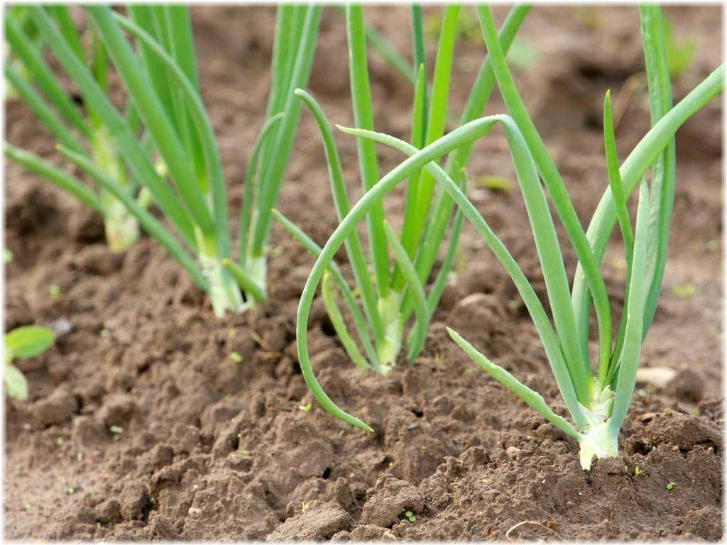 Описание, характеристика и особенности выращивания лука-порея победитель