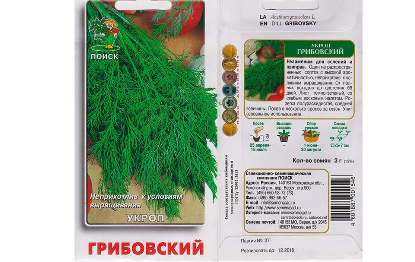 Описание лучших сортов укропа для открытого грунта и на зелень, как выглядит растение