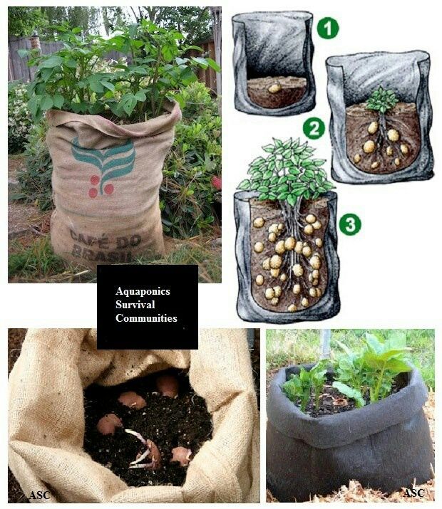 Выращивание картофеля в мешках, ящиках, ведрах, бочках.